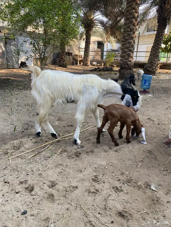 للبيع عنز مشروكه 6