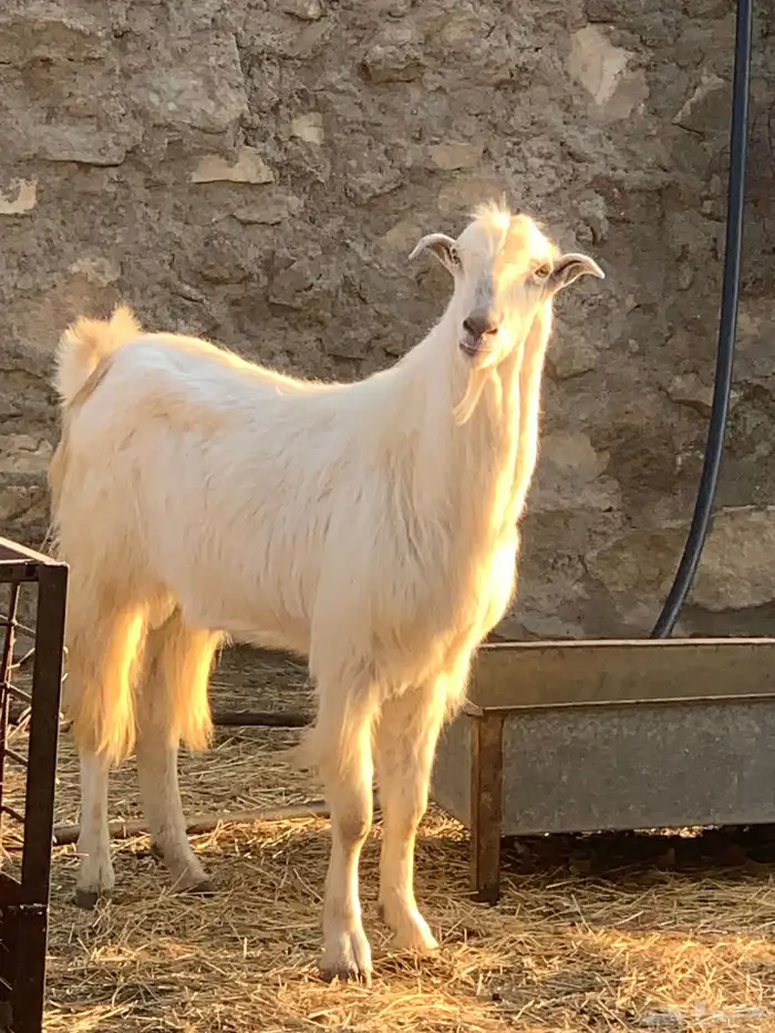 خروف  تيسين فحول 3