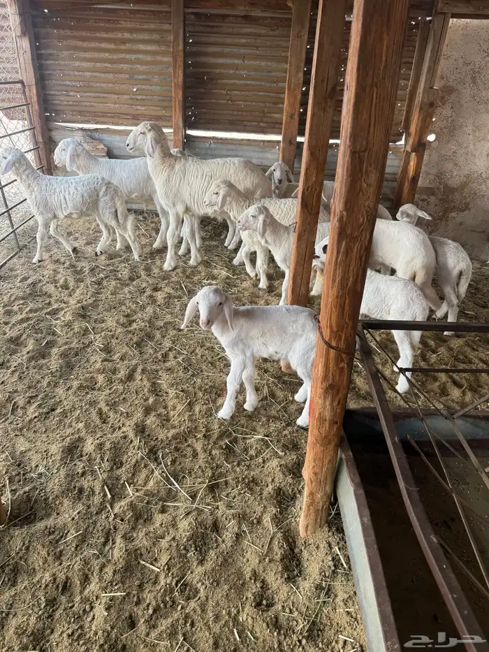 غنم حريات مع عيالها 3