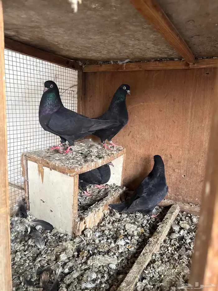 اجوز حمام قلابي 7