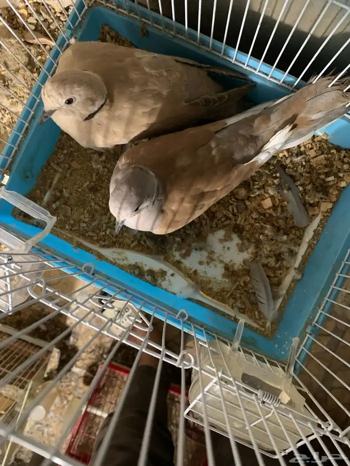 حمام ياكريم للبيع على السوم البيع جمله 3