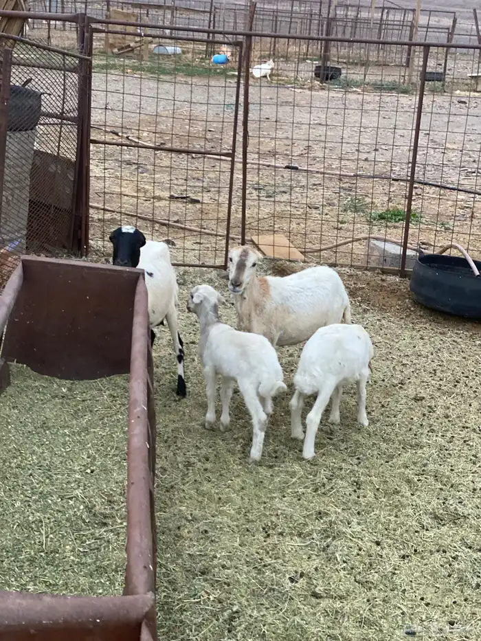 للبيع ضان رفيديات ولد 3