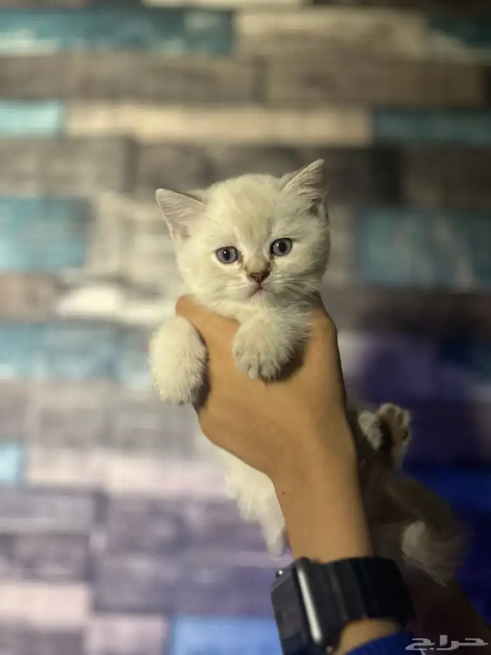 قطه سكوتش ستريت للبيع 1