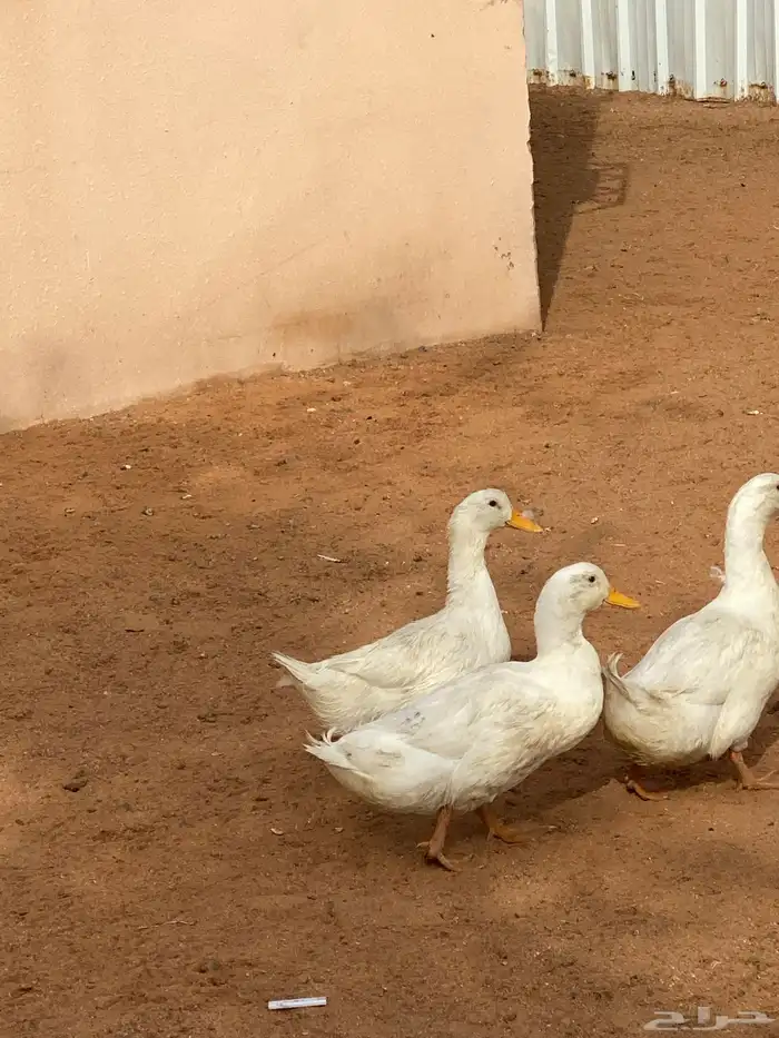 بط بكيني مذبوح 0