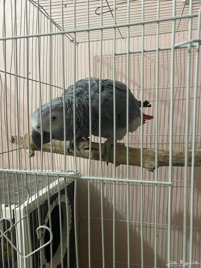 زوج كاسكو للبيع 0