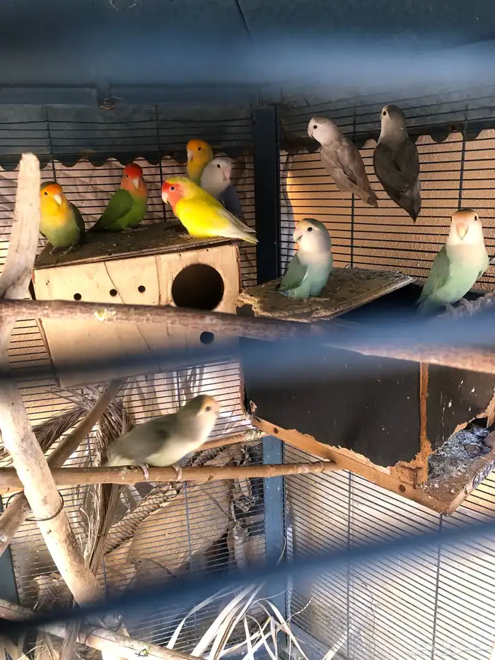 طيور روز للبيع سمح 2