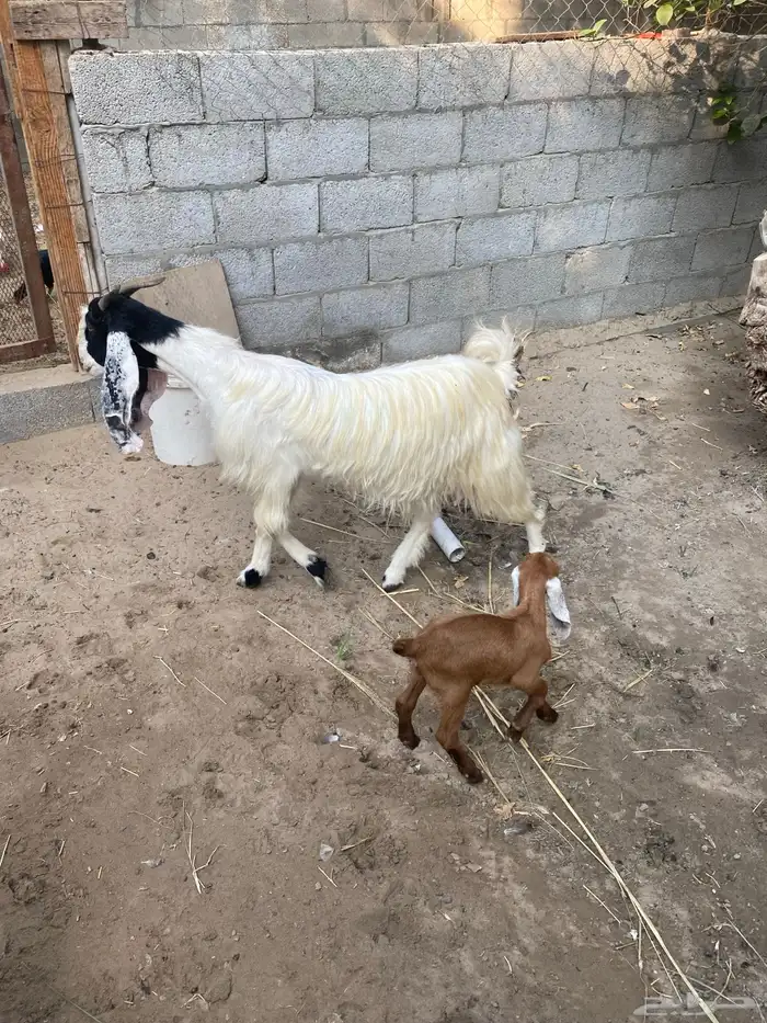 للبيع عنز مشروكه 1