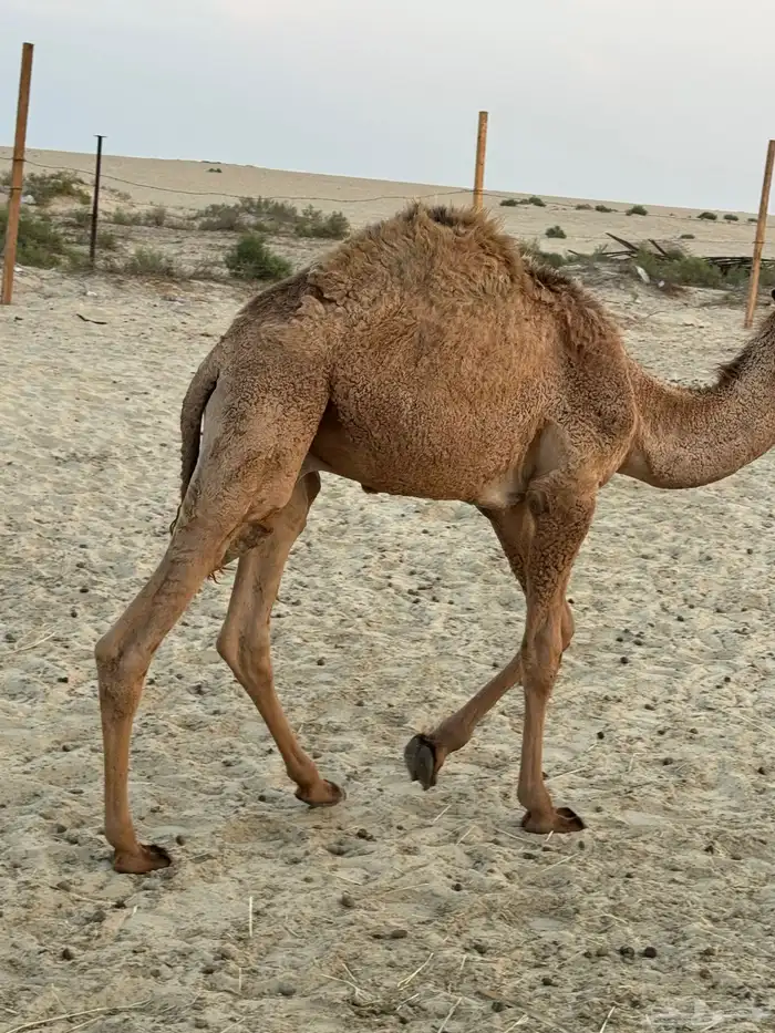 قعود للبيع اللي له نظر 2