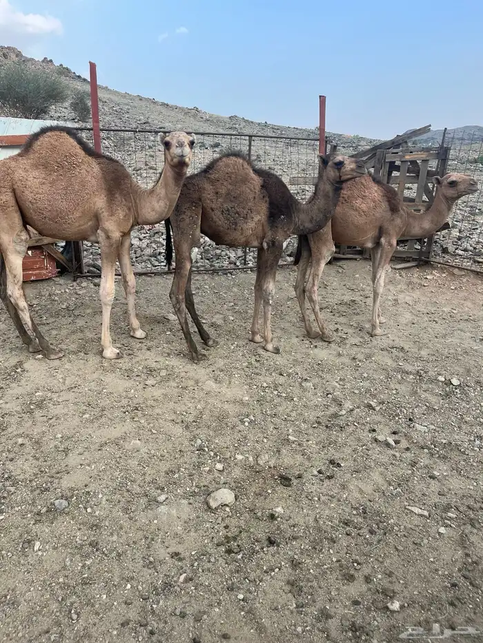 قعدان للبيع 3