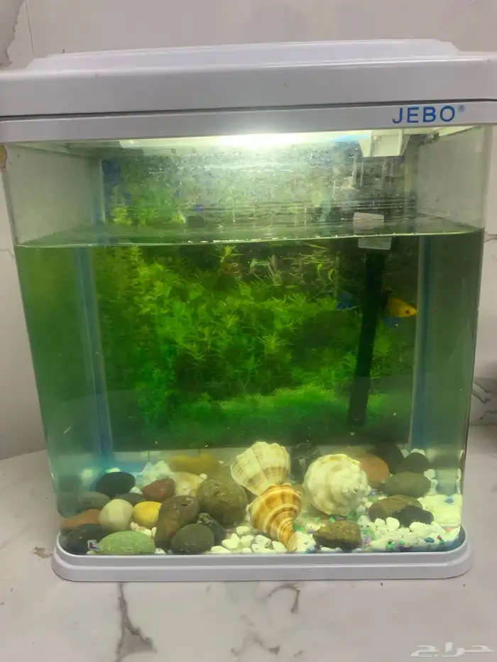 حوض زينه مع احجا وصدفات وسمكه واكل اسمك 0