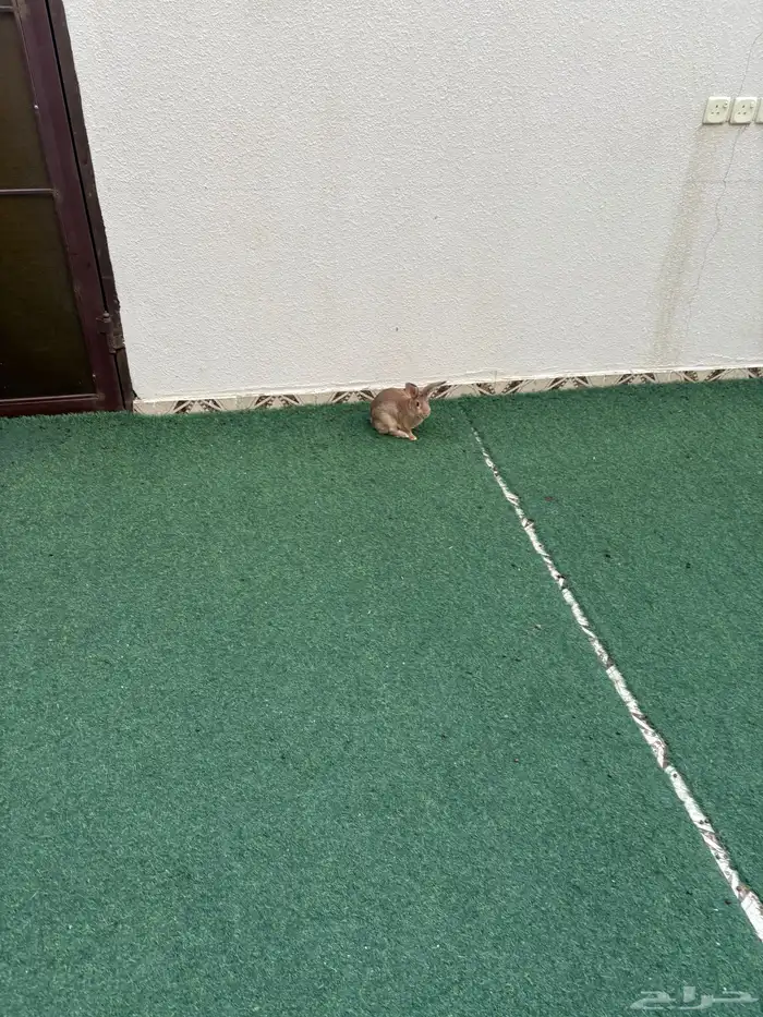 أرانب للبيع العدد 4 0