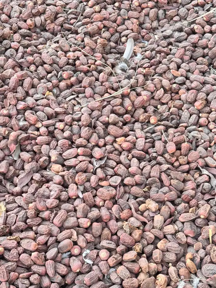 تمر نفيع جديد للمواشي 4