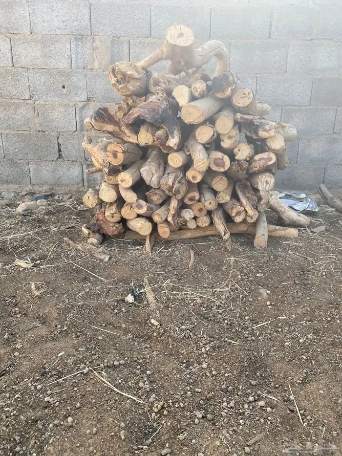 سمر يابس مبروم. 0