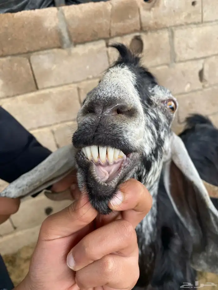 معزاء مواليد 4