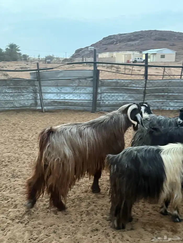 تيس المعزا فحل شرط القريع شرط الشرط العمر 5 سنوات 0