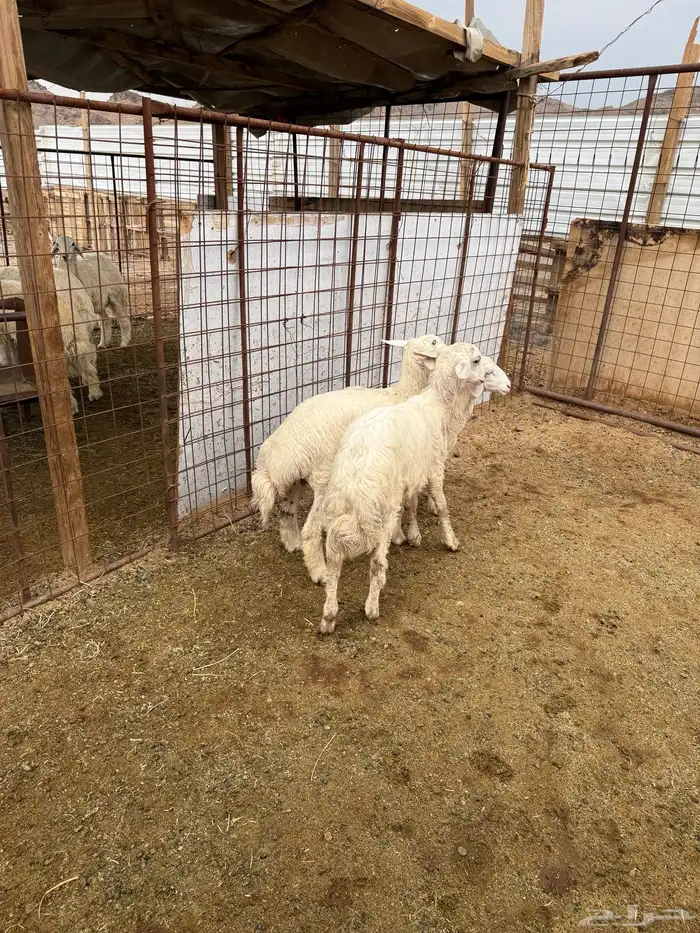 ذبائح مع خدمة الذبح والتوصيل 2