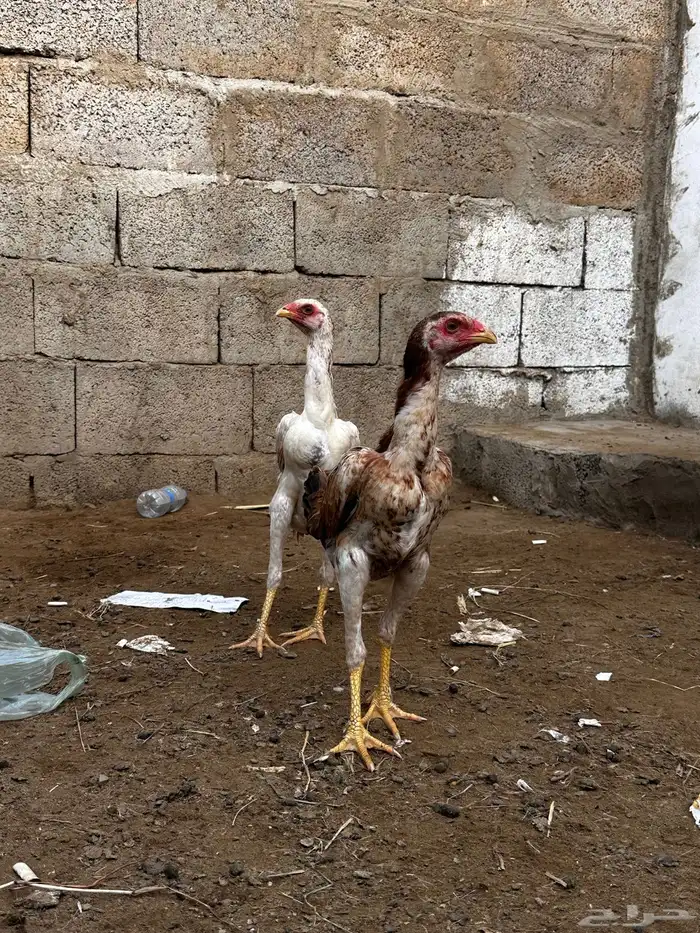 فرختين شامو سندي 1