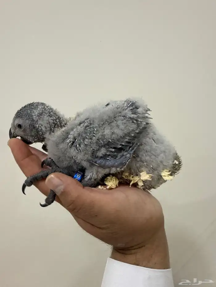 للبيع فرخ كاسكو 0