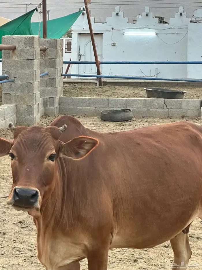 بقره دهماء بلدي دافع سديس مشروطه 1