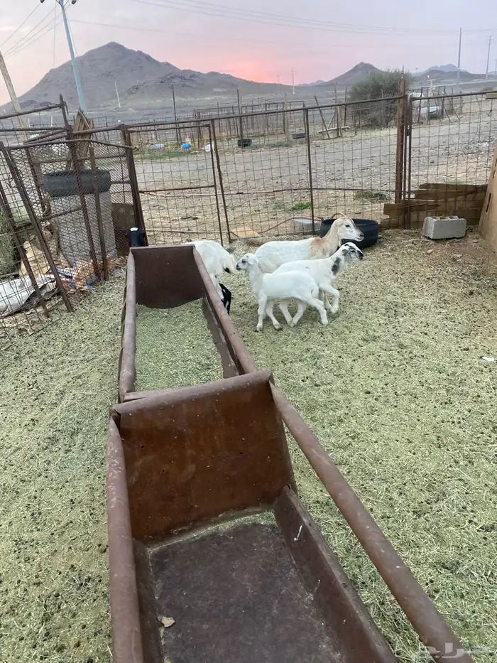 للبيع ضان رفيديات ولد 4