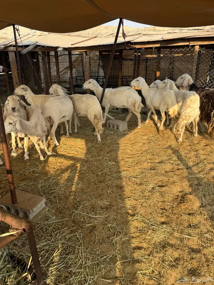 غنم حريات مع عيالها 5