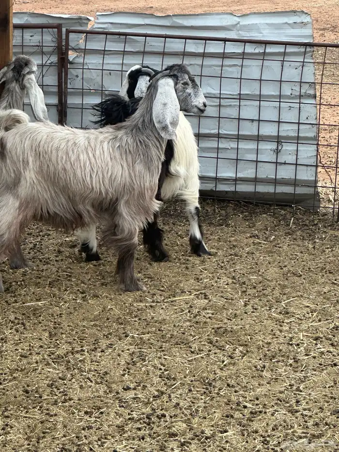 جفرات مقاني ولا ذبح طيبات 6