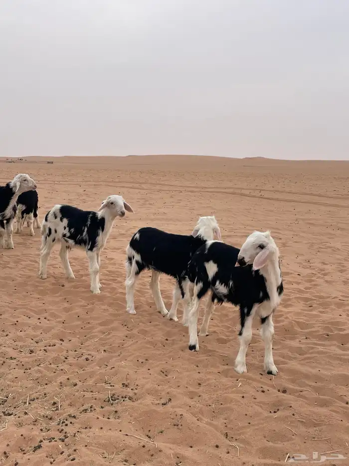 بهم نجد طيب 1