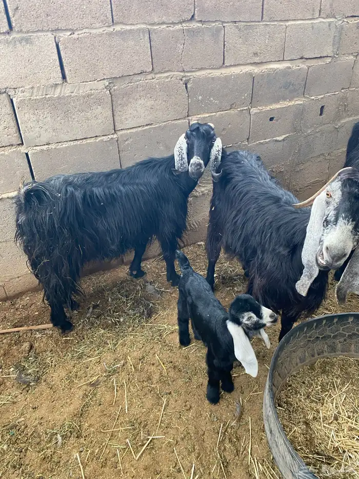 معزاء مواليد 1