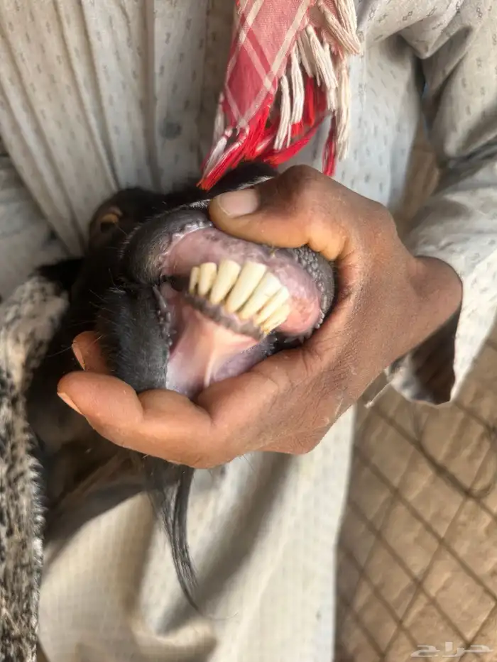 معزا مواليد للبيع 16