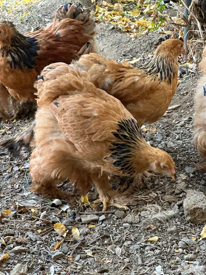 صوص براهما 21