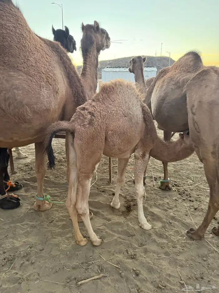 قعود على حليب امه 4