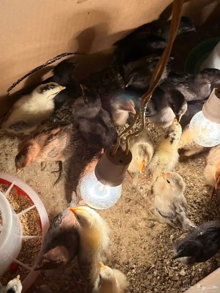 فروخ دجاج العمر شهر تقريبا حساوي وفيومي 1