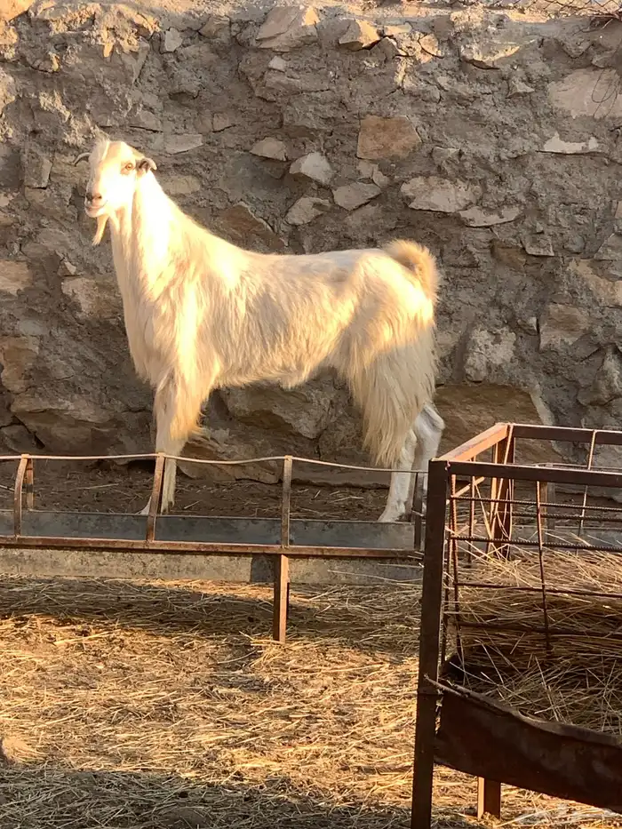 خروف  تيسين فحول 2