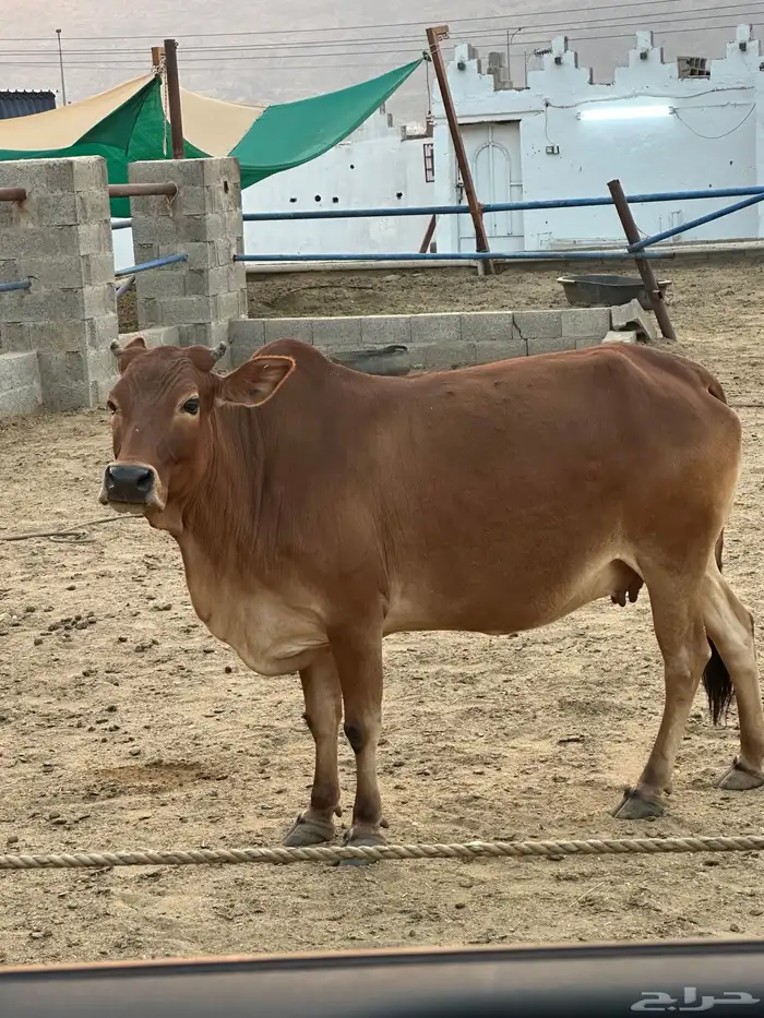 بقره دهماء بلدي دافع سديس مشروطه 6