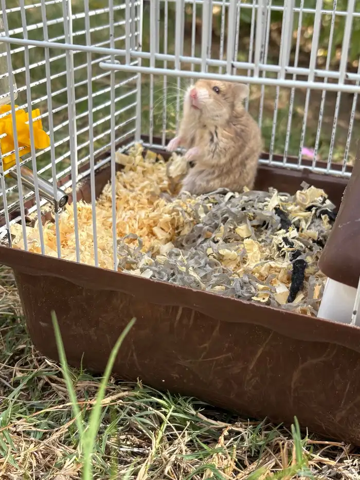 هامستر روسي للبيع ( انثى ) ذهبي 4