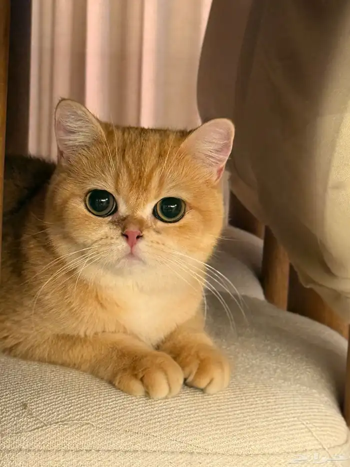 كتن British Shorthair AY12 من خط فاخر برتش 8