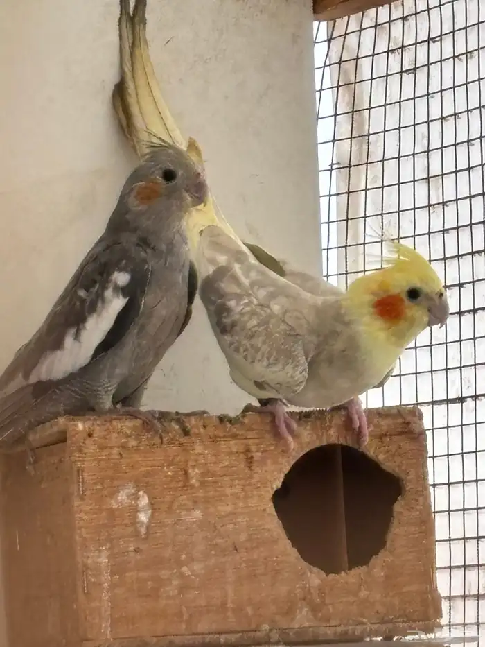 للبيع جمله ب1000 ومفرد واحد ذكر والباقي أناث 0