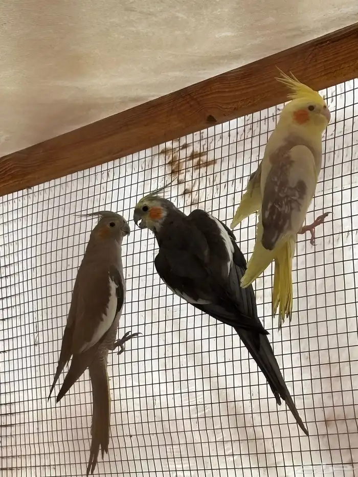 للبيع جمله ب1000 ومفرد واحد ذكر والباقي أناث 1