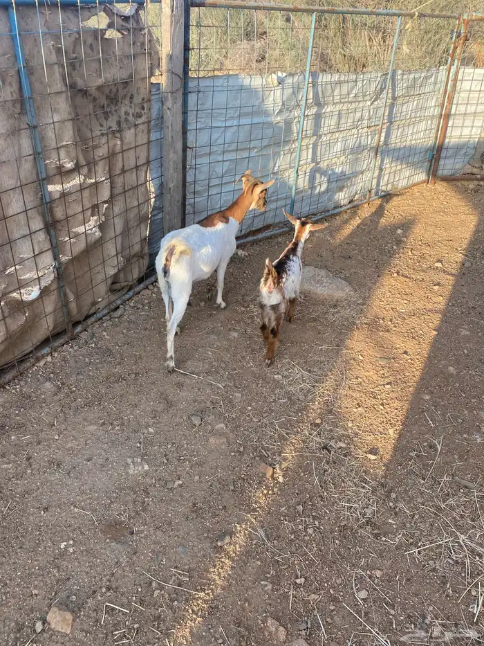 عنز بيشيه خلفه 0