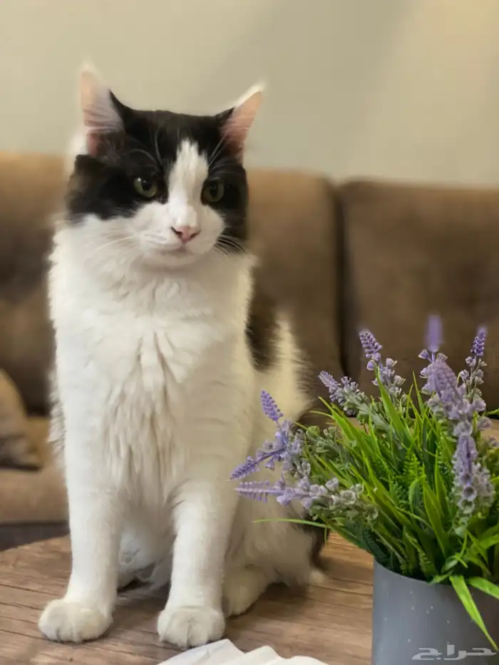 قطط للتبني 4