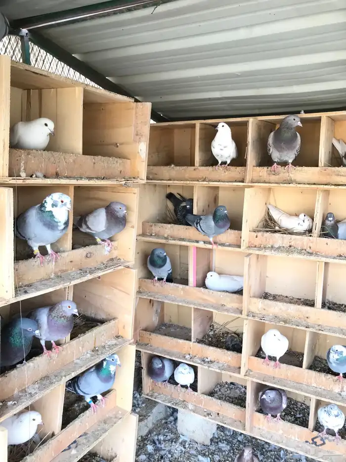 للبيع حمام مشكل 2