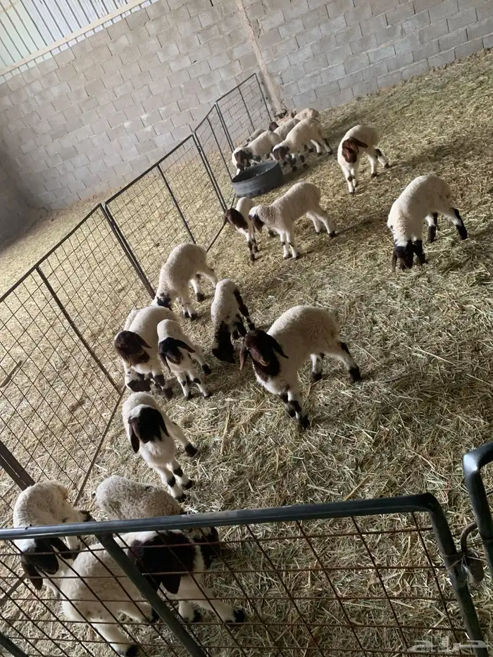 غنم نعيم 20يتبعها 20 1