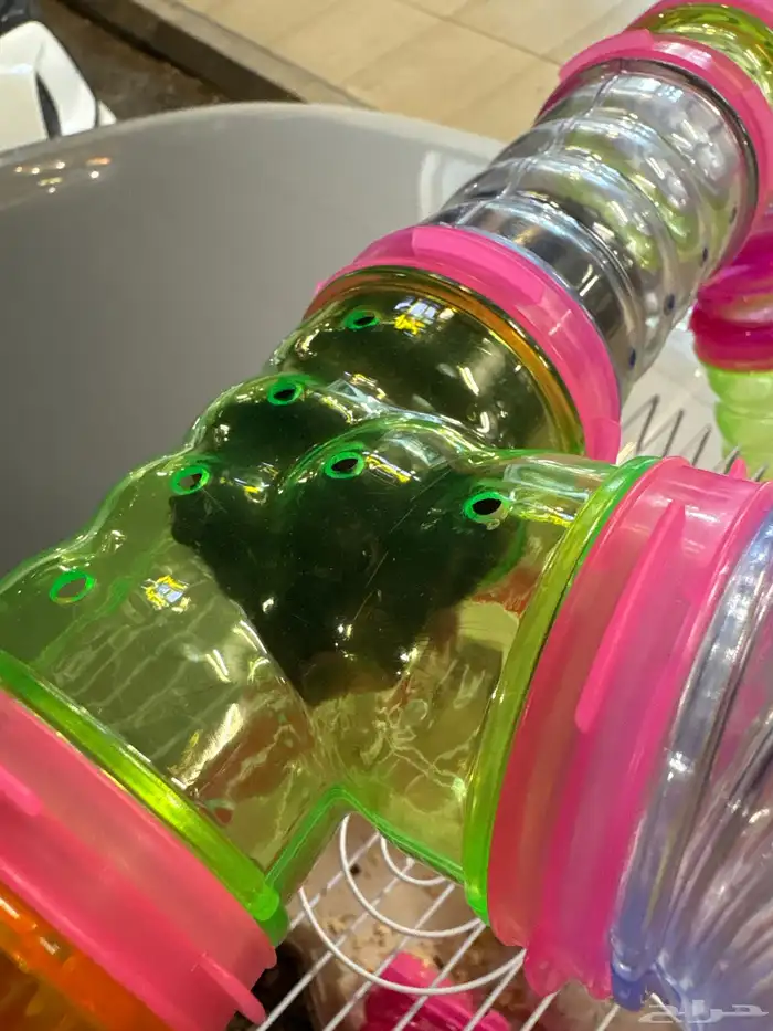 2 هامستر للبيع مع كل اغراضه واكله والقفص 1