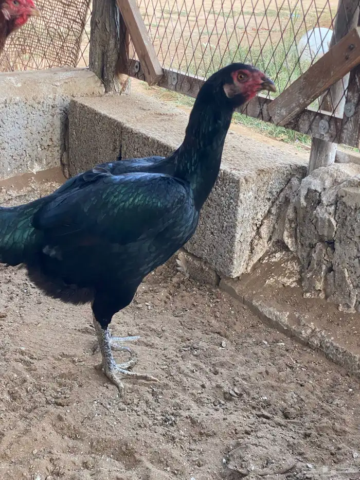 دجاج باكستاني 5