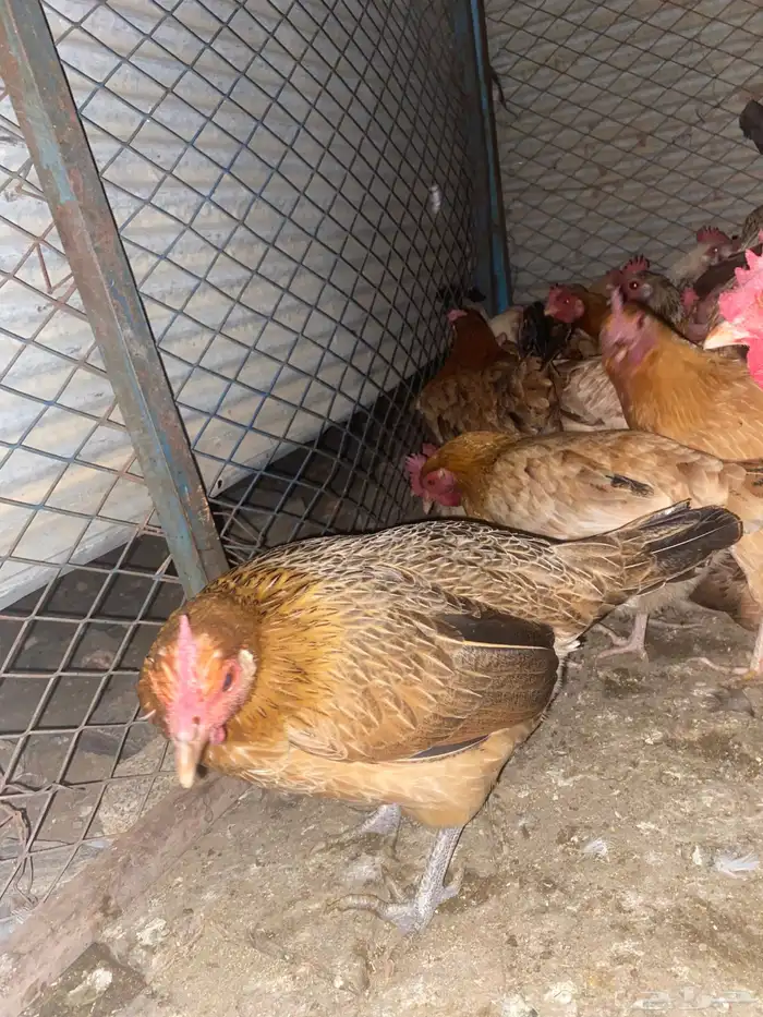 دجاج بلدي فواتح حمر 1