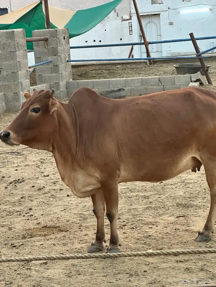 بقره دهماء بلدي دافع سديس مشروطه 7