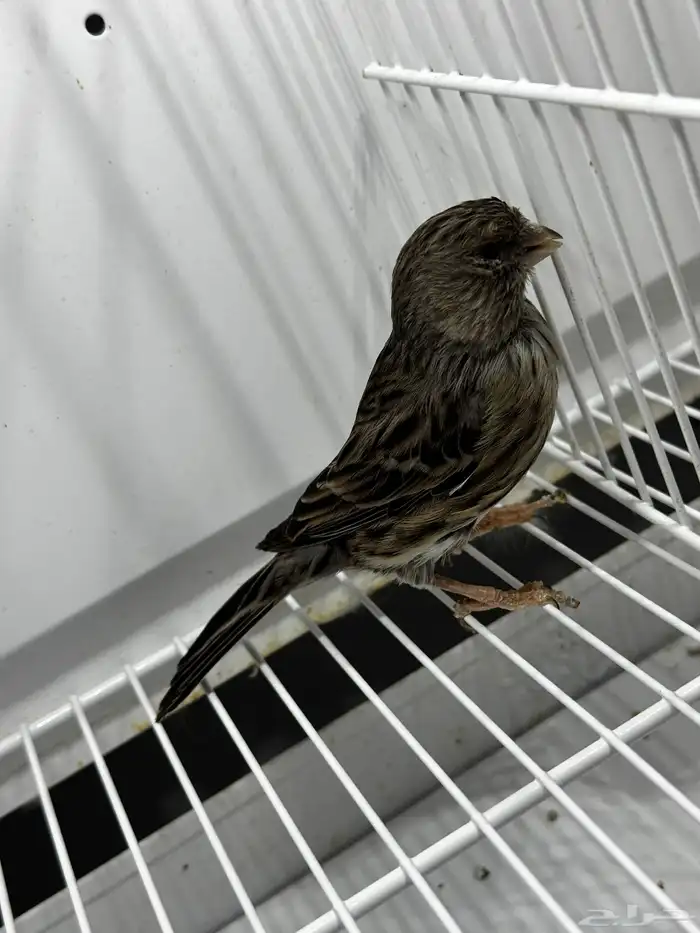 للبيع انثى اوربي جاهزه 2