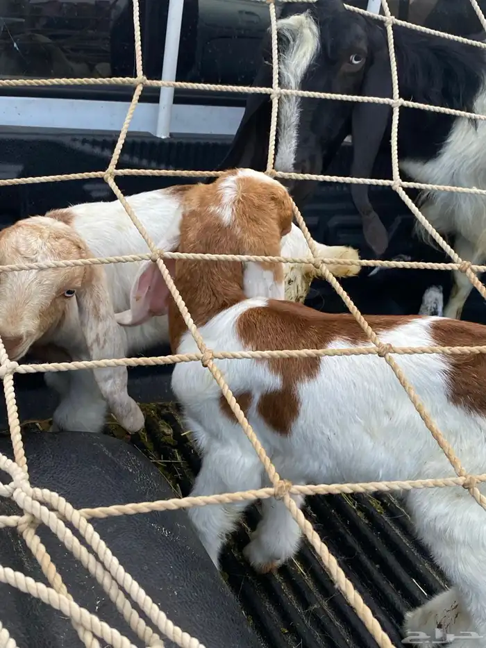 للبيع عنز ولد معها 2 3