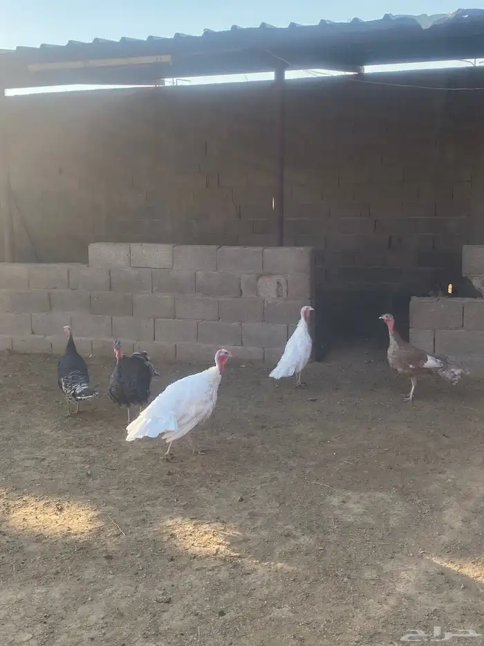 للبيع دجاج رومي 1