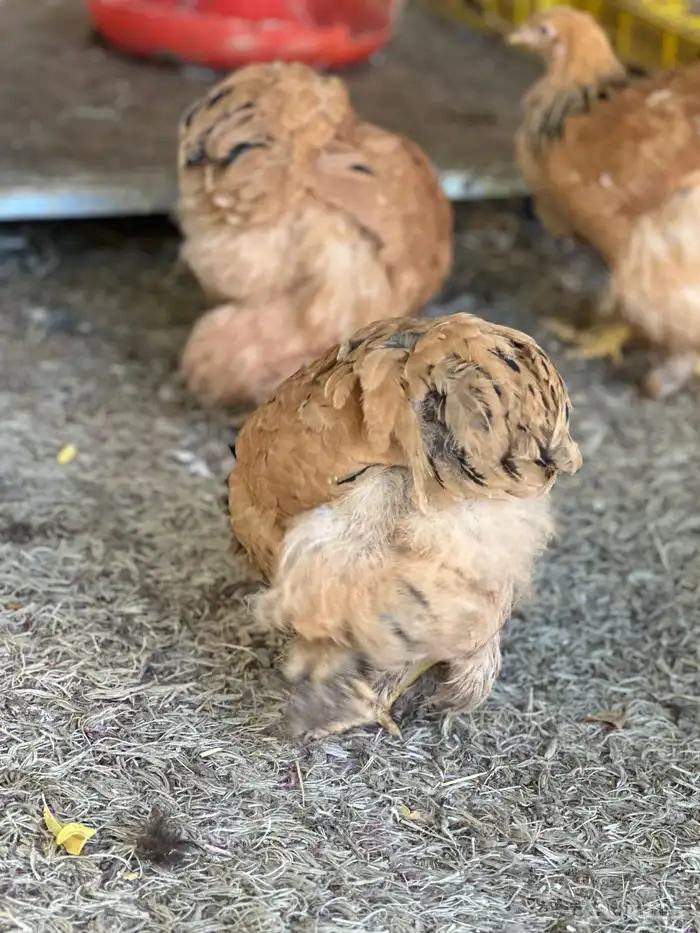 صوص براهما 11